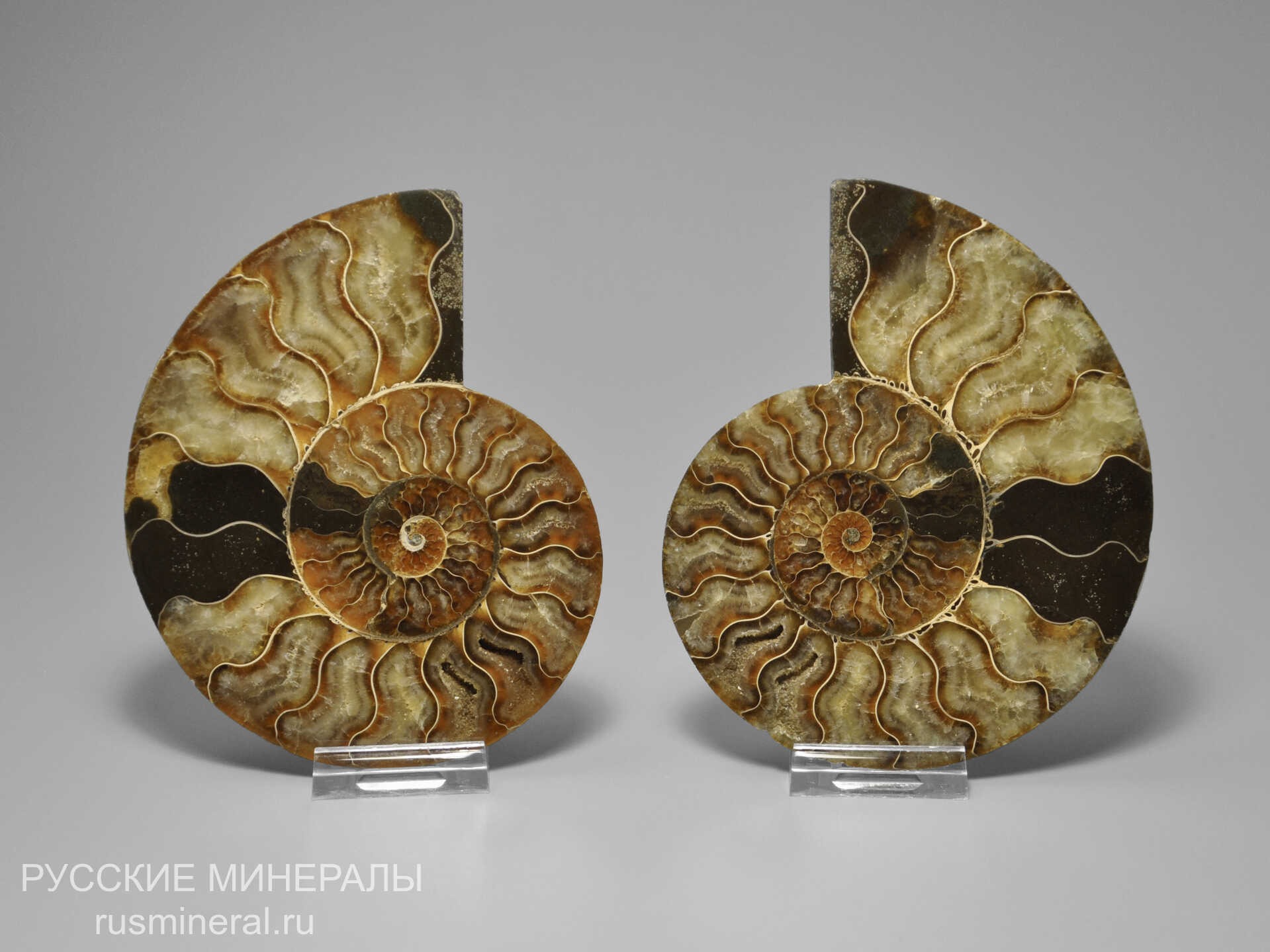 Аммонит Cleoniceras sp. Аммонит Cleoniceras sp.