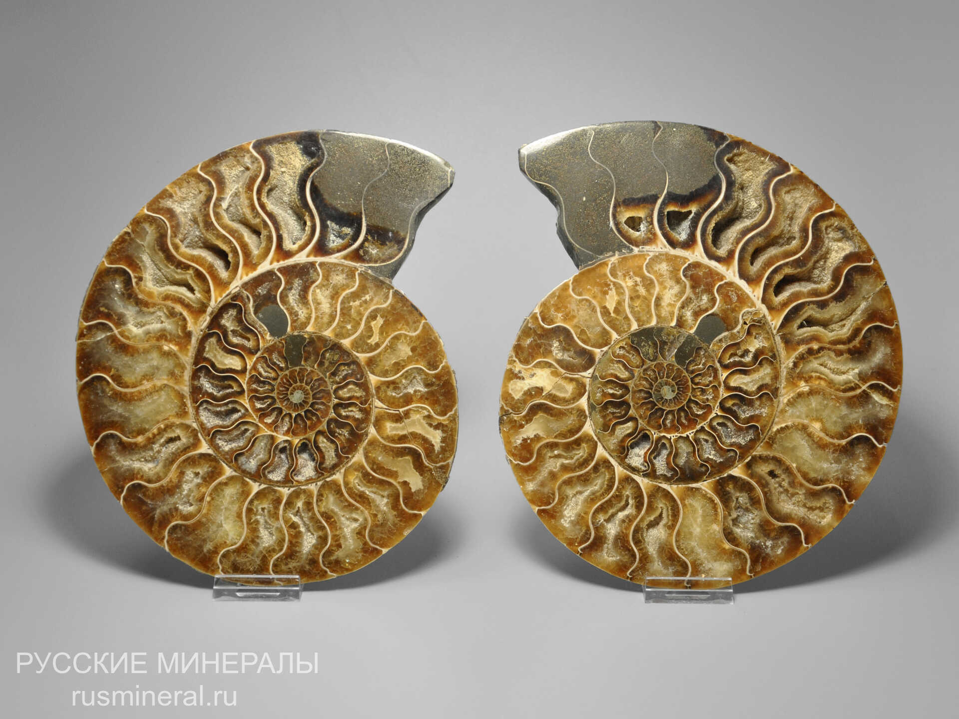 Аммонит Cleoniceras sp. Аммонит Cleoniceras sp.