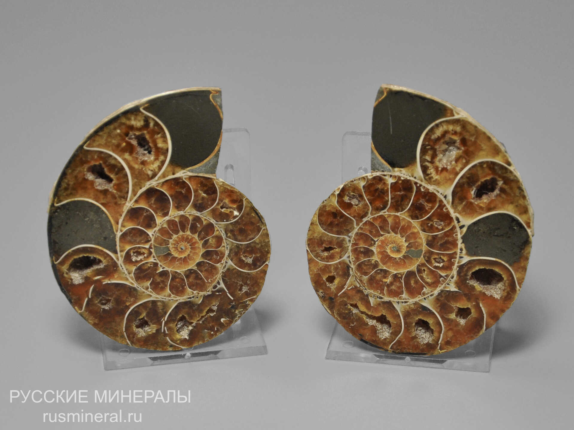 Аммонит Аммонит