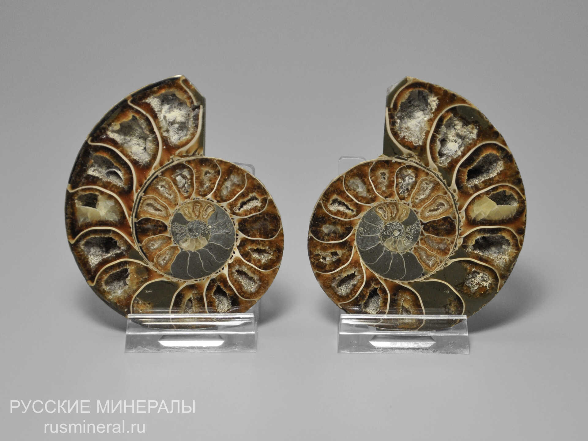 Аммонит Аммонит