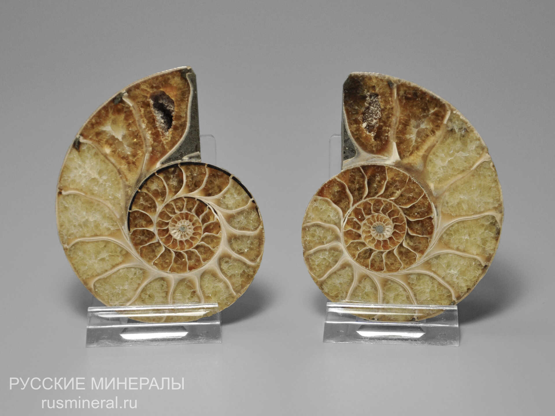 Аммонит Аммонит