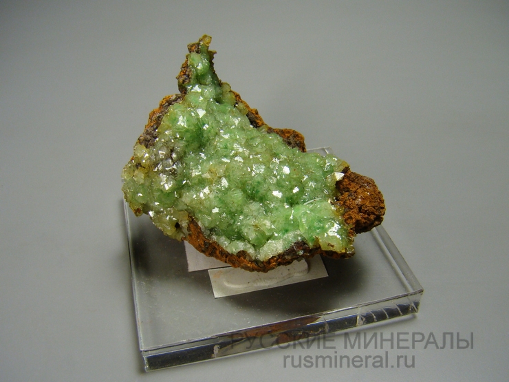 Адамин Адамин