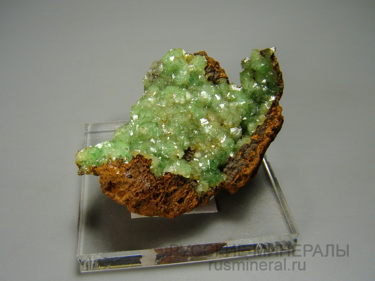 Адамин Адамин