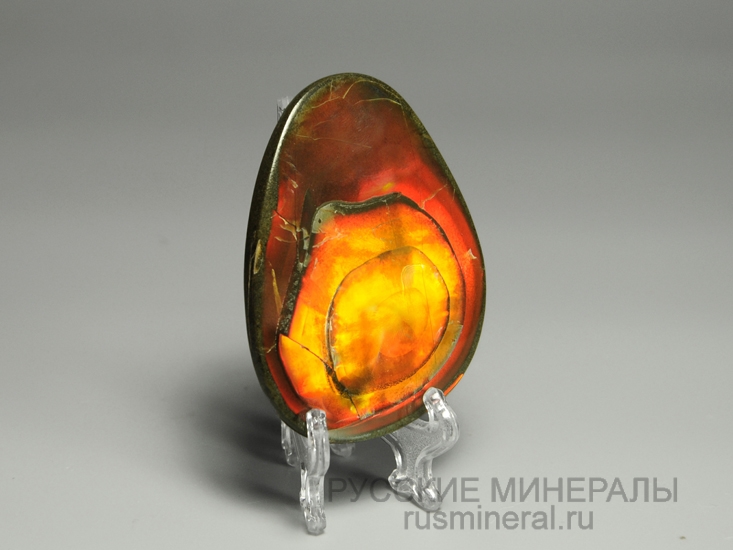 Аммолит полированный Аммолит полированный