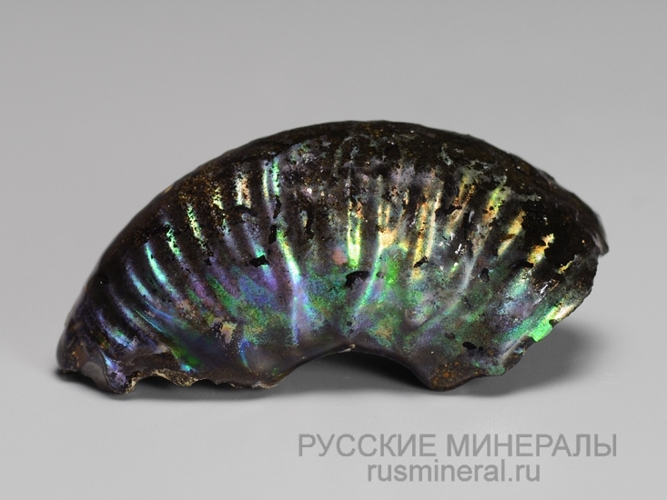 Аммолит Аммолит