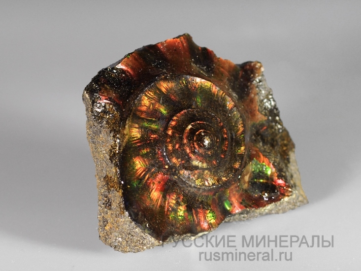 Аммолит Аммолит