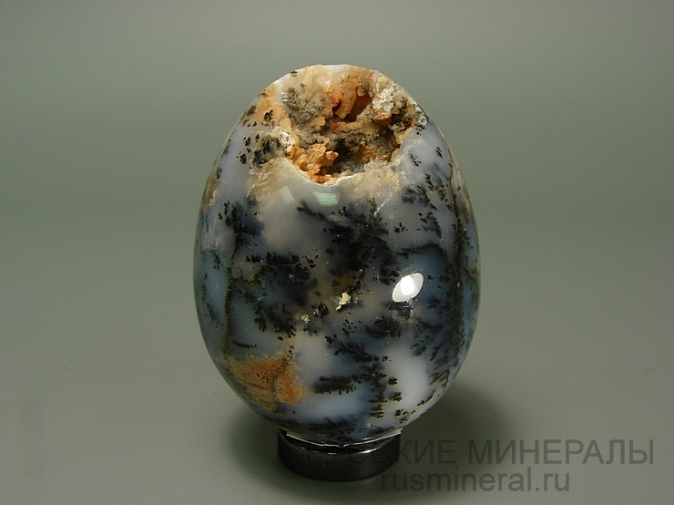 Дендропал (яйцо) Дендропал (яйцо)